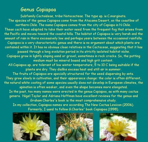 01_ Copiapoa